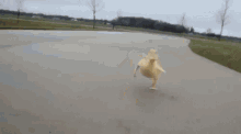 Baby Duck GIF - Baby Duck Running GIFs