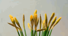 Daffodil GIF - GIFs
