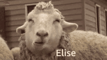 elise-sheep.gif