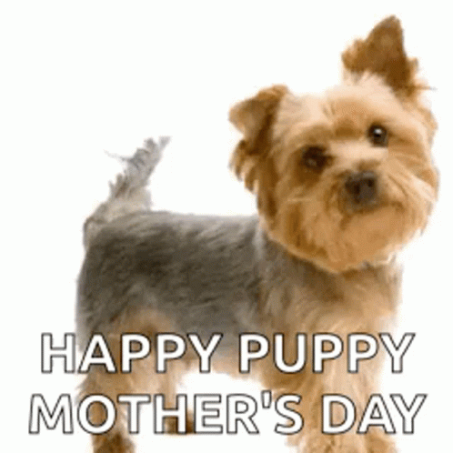 Yorkie Dog GIF - Yorkie Dog Happy Mothers Day GIFs