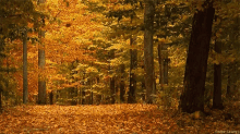 Seasons Autumn GIF - Seasons Autumn Fall GIFs
