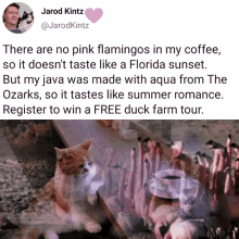 absurd flamingo