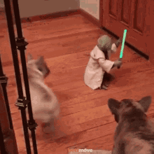 Yoda Star Wars GIF - Yoda Star Wars Yoda Vs Dog GIFs