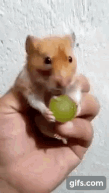hamster-grape.gif