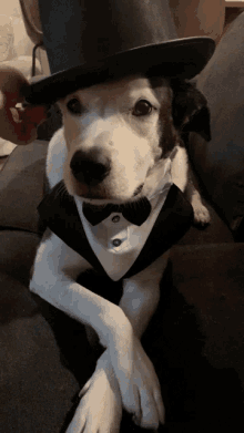 Dog Dapper GIF - Dog Dapper Gentleman GIFs