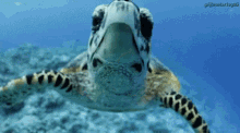 Turtle Hello GIF - Turtle Hello Hi GIFs
