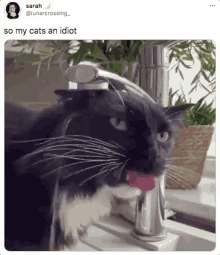 Smart Cat GIF - Smart Cat GIFs