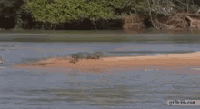 cocodrilo caza chita jaguar crocodile hunt