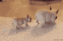 Pug Playing GIF - Pug Playing Backdoor GIFs