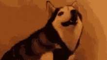 Bloodhound Rn Be Like GIF - Bloodhound Rn Be Like GIFs