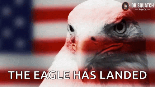Eagle Bald Eagle GIF - Eagle Bald Eagle America GIFs