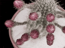 Cactus Flower GIF - Cactus Flower Blooming GIFs