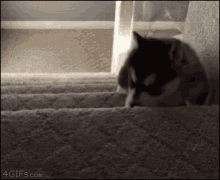 Puppy Fall GIF - Puppy Fall Stairs GIFs