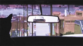 Dog Cat GIF - Dog Cat Car Chase GIFs Dog Cat GIF - Dog Cat Car Chase GIFs