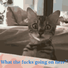 Wtf Whats Going On Here GIF - Wtf Whats Going On Here Cat GIFs