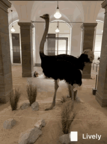 Ostrich Museum GIF - Ostrich Museum GIFs