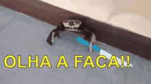 Olhaafaca GIF - Watch Out The Knife GIFs