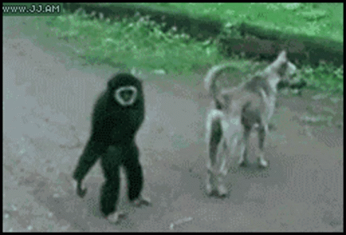 Monkey Dog GIF - Monkey Dog Playing - Discover &amp; Share GIFs