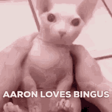 Bingus Aaron GIF - Bingus Aaron GIFs