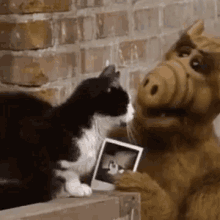 Alf: Have You Seen This Cat? GIF - Alf Cats GIFs