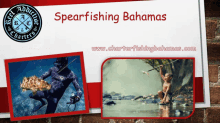 Spearfishing Bahamas Spearfishing Charters Bahamas GIF - Spearfishing Bahamas Spearfishing Charters Bahamas Fishing Guide Bahamas GIFs