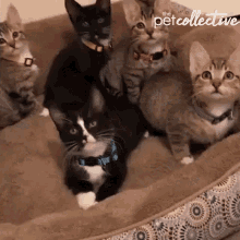 cats kitten stare clueless cute