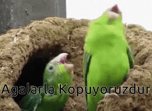 dans.gif