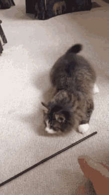 Cat Attack GIF - Cat Attack Wiggle GIFs