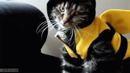 cat bee costume