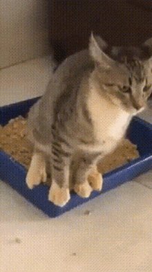 Cat Oops GIF - Cat Oops Litter GIFs
