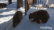 Sniff Snow GIF - Sniff Snow Bears GIFs