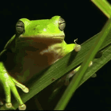 mizu frog