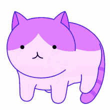 rolling cat cat rolling purple