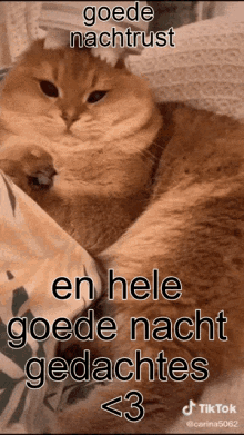 Cat Sleep Slaap GIF - Cat Sleep Slaap Goede Nachtrust GIFs
