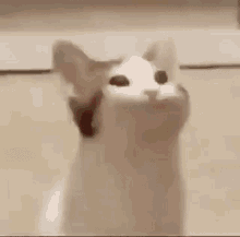 Cat Bop GIF - Cat Bop Meme GIFs