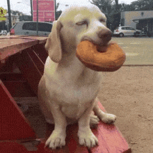 Donut Dog GIF - Donut Dog Sleepy GIFs