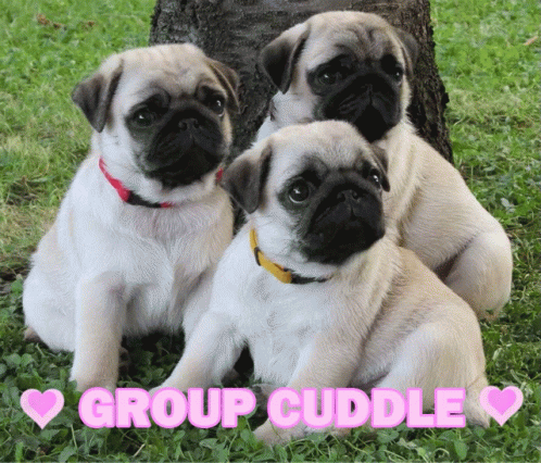 group-cuddle.gif