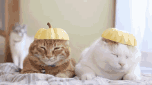 Pumpkin Heads GIF - Pumpkin Head Cat GIFs