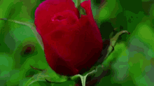 Rose Bloom GIF - Rose Flower Bloom GIFs