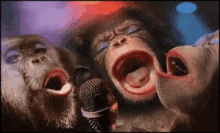 Macacos Cantores GIF - Macacos Cantores Singing GIFs