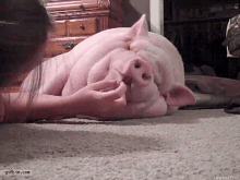 Cuchicuchi Pig GIF - Cuchicuchi Pig Cute GIFs
