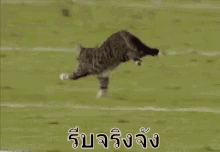 แมววิ่ง รีบ วิ่งหน้าตั้ง GIF - Running Cat Cat Running GIFs
