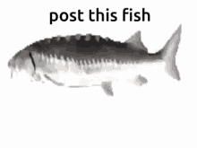 post this fish