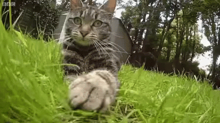 Cats Kitty GIF - Cats Cat Kitty - Discover & Share GIFs