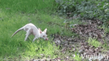 hopping albino joey kangaroo viralhog
