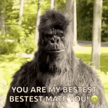 Gorilla Yes GIF - Gorilla Yes Bestest Mate GIFs