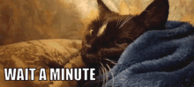 Cat Maiq GIF - Cat Maiq Cat In Blanket GIFs