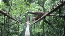 tightrope monkeys