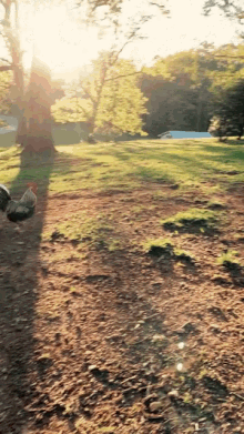 chasing rooster