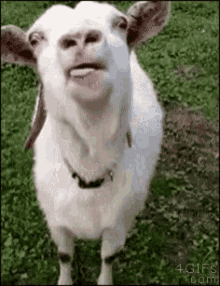 Goat Tongue GIF - Goat Tongue Crazy Goat GIFs